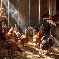 Чим особливий діатоміт і як він рятує курей від паразитів?