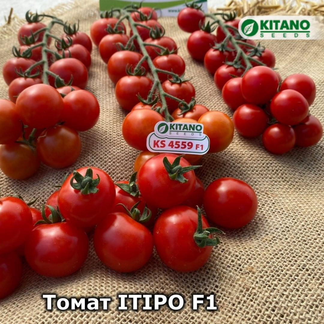 Ітіро KS 4559 F1 (100 нас.) насіння томату чері Kitano, фото 1