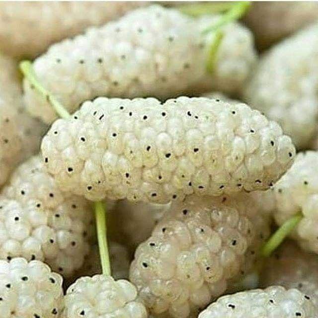 Шовковиця великоплідна "Вікторія" (літній сорт, ранній термін дозрівання), фото 1