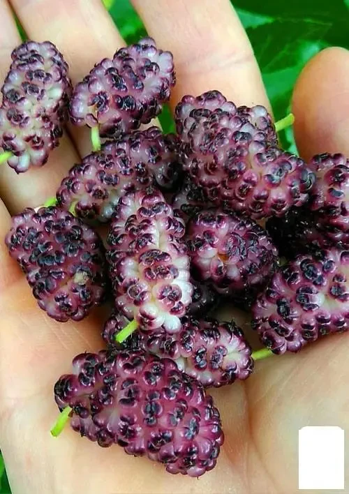 Шовковиця ніжно рожева "Мереживо" (середній термін дозрівання), фото 1