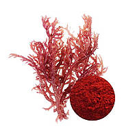 Як правильно приймати астаксантин – універсальне джерело молодості, здоров'я, енергії