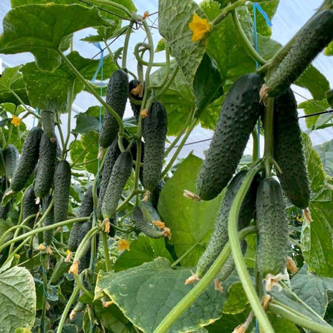 Насіння огірка Прімеро F1 Yuksel Seeds 250