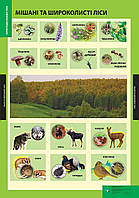 ПЛАКАТ Мішані та широколисті ліси