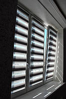 День-ніч (Зебра)