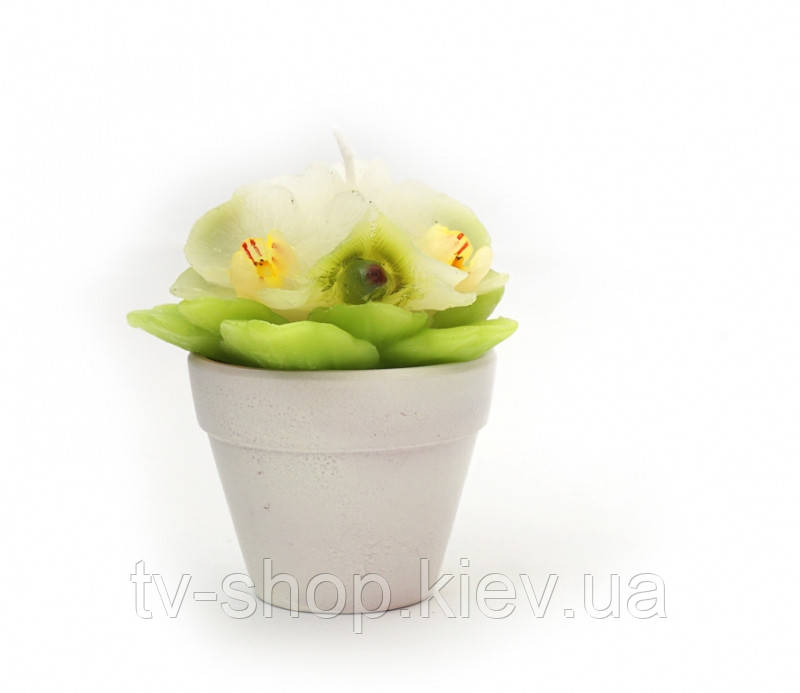 Свічка в керамічному горщику Фіалка біла, фото 1