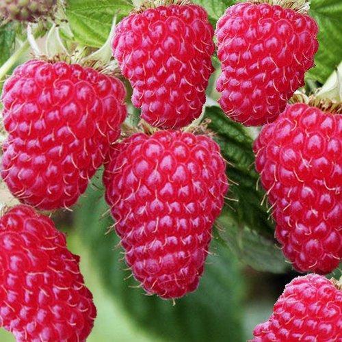 Саджанці малини сорт Туламін (середньопізні) 2 гатунок