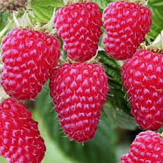 Саджанці малини сорт Туламін (середньопізні) 2 гатунок