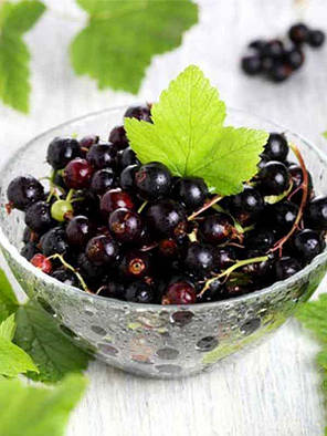 Смородина сорт Тритон 1 річна, фото 3