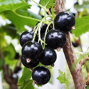 Смородина сорт Тритон 1 річна, фото 1