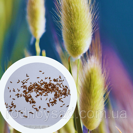 Насіння Лагуруса