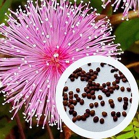 Мімоза сором'язлива насіння 0,2 гр. (прибл. 50 шт) (Mimosa pudica) рожева кімнатна