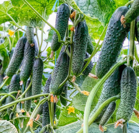 Насіння огірка Баде F1 Yuksel Seeds 250, фото 1