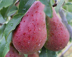 Груша "Диво вересневе"