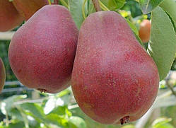 Груша "Діколор"