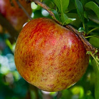 Плуот "Дапл Данді"