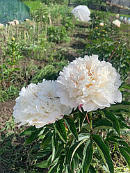 Півонія «Festiva Powder Puff» корінь 3-5 вічок