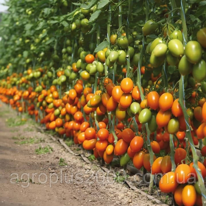 Насіння Томат індетермінантний Бенігара F1 (KS1430 F1), 500 насінин Kitano Seeds