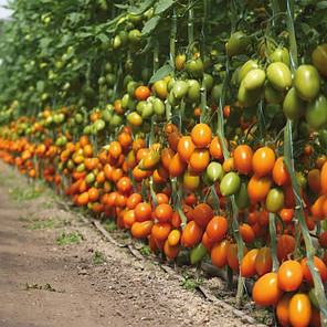 Насіння Томат індетермінантний Бенігара F1 (KS1430 F1), 500 насінин Kitano Seeds, фото 1