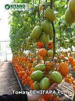 Насіння Томат індетермінантний Бенігара F1 (KS1430 F1), 500 насінин Kitano Seeds, фото 4