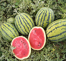 Насіння кавуна Бедуін F1, 200 шт., Тайгер тип, Bejo Zaden