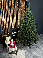 Ялинка лита Віденська зелена 2,1м