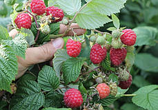 Саджанці малини  сорт Глен Емпл, 2 гатунок, фото 3