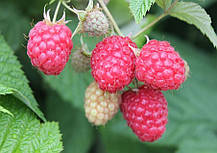 Саджанці малини  сорт Глен Емпл, 2 гатунок, фото 4