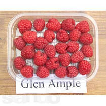 Саджанці малини  сорт Глен Емпл, 2 гатунок, фото 5