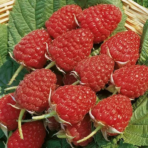 Саджанці малини  сорт Глен Емпл, 2 гатунок