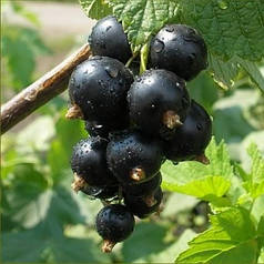 Смородина сорт Оріана 1 річна, ВКС