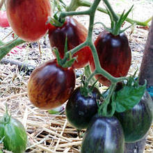 Насіння Томат детермінантний Гном Бій з тінню 15 шт. (zip)