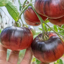 Насіння Томат Озрак Санрайз