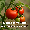 🌿 Обробка томатів від грибкових хвороб