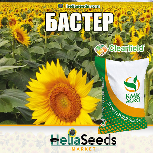 Насіння соняшнику БАСТЕР (під Євро-Лайтнінг) насіння соняшнику, фото 1
