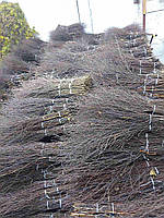 Мітла березова вищий сорт з ПДВ діаметр 8-9 см