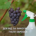 🍇 Догляд за виноградом після обробки