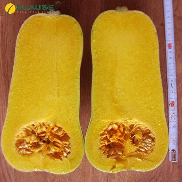 Гарбуз Сібель F1 Clause 5 шт (зіп-пакет), фото 1