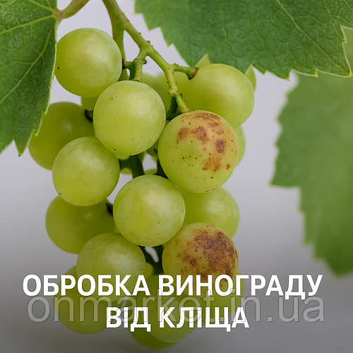 🍇 Обробка винограду від кліща