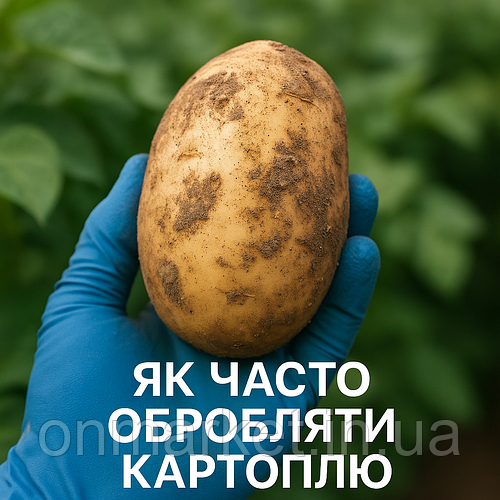 🥔 Як часто обробляти картоплю від шкідників