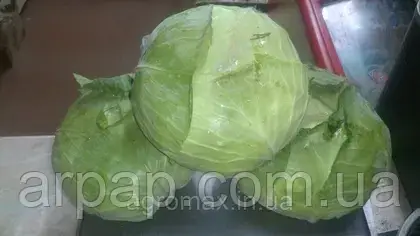 Капуста Беверлі Хіллс F1 Beverly Hills F1 насіння 2500 шт Hektar, фото 1