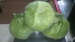 Капуста Беверлі Хіллс F1 Beverly Hills F1 насіння 2500 шт Hektar