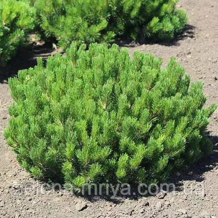Сосна гірська Мугус / Pinus mugo Mughus С3, фото 1