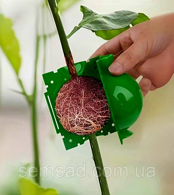 Контейнер для укорінення повітряними живцями ( 5см зелена )