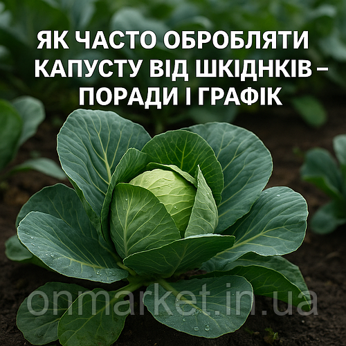 🥬 Як часто обробляти капусту від шкідників — поради та схема