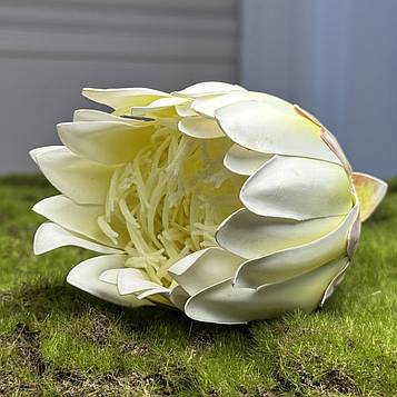 Штучна протея голівка біло-жовта |В- 8 см|, 10шт/уп