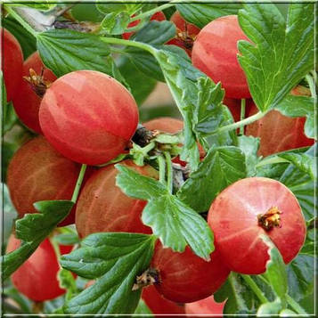 Аґрус " Хінномакі Ред " (середній)