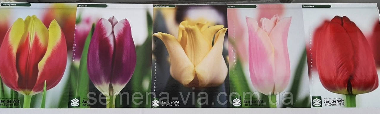 Луковиці тюльпанів на вигонку 300 шт. 5 видів, фото 1