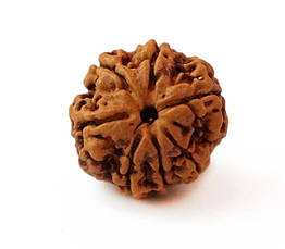 Намистини Рудракші