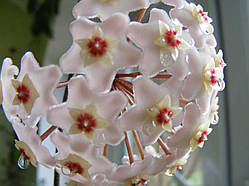 Хойя воскова, саджанець в горщику