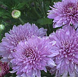 Набір хризантем 4 шт колір мікс Chrysanthemum, фото 3